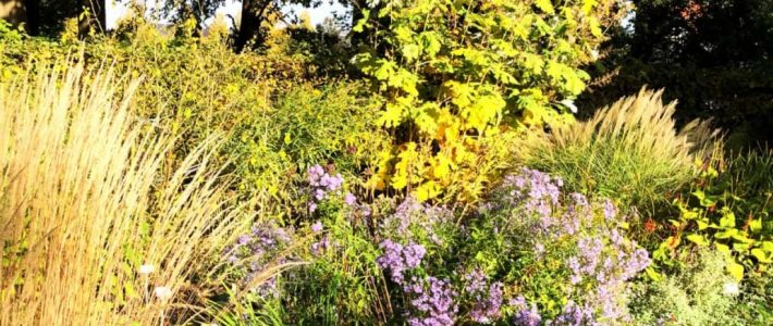 Herbststauden Herbststauden